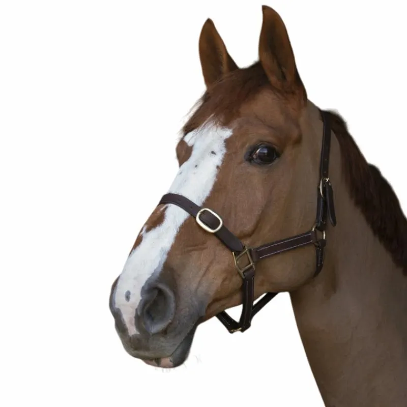 Licols Poneys|Licols En Cuir*Norton - Licol club Cuir havane Marron