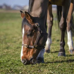Licols Poneys|Licols En Cuir*Norton - Licol club Cuir havane Marron