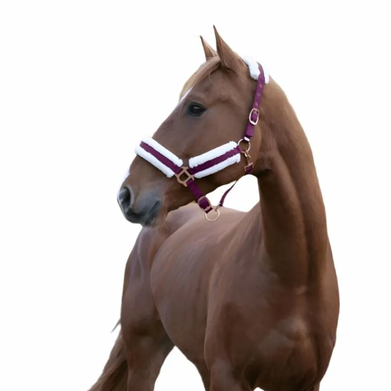 Licols Poneys|Licols Avec Mouton*Norton - Licol Confort /bouclerie or rose Bordeaux