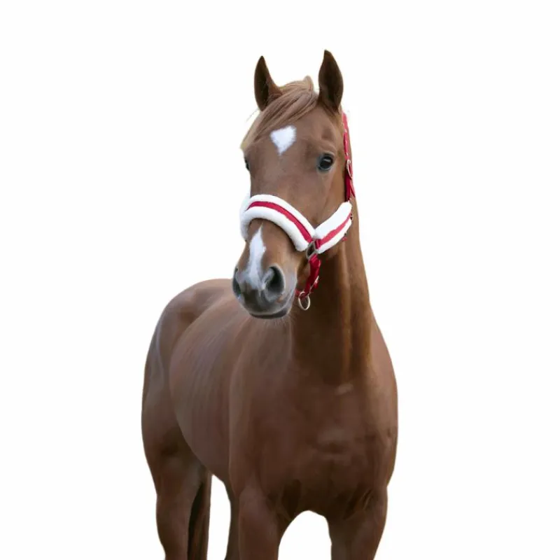 Licols Poneys|Licols Avec Mouton*Norton - Licol Confort rouge/bouclerie argenté