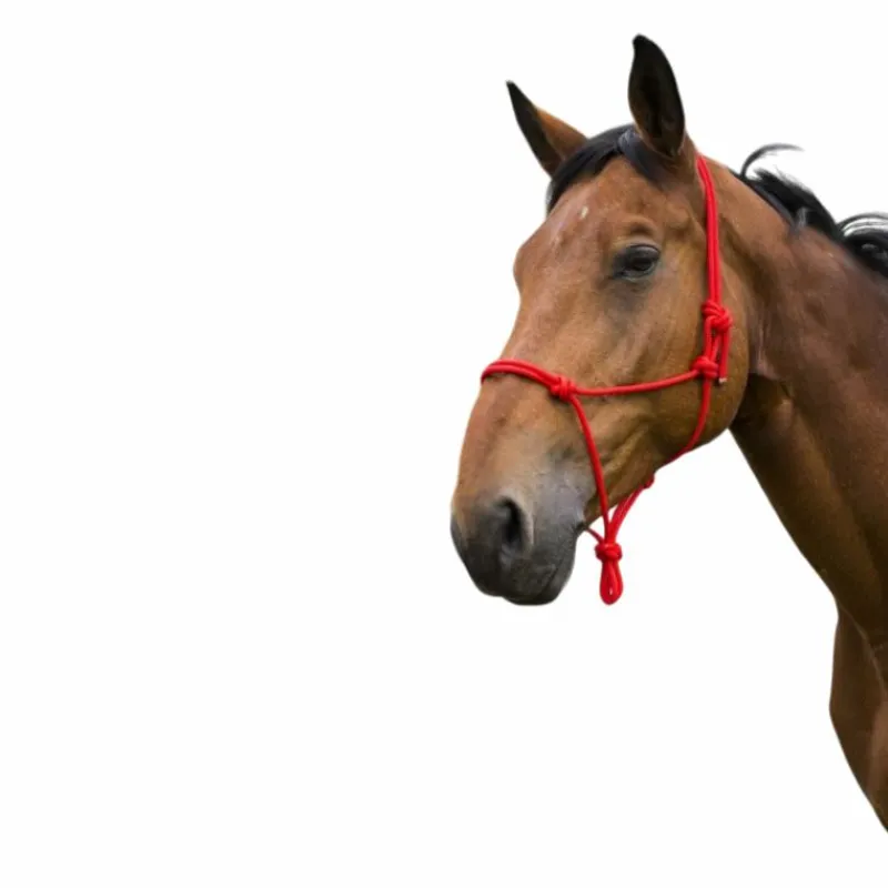 Éthologie|Licols Éthologiques*Norton - Licol corde First Rouge