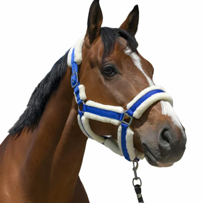 Licols Poneys*Norton - Licol Cosy roi Bleu