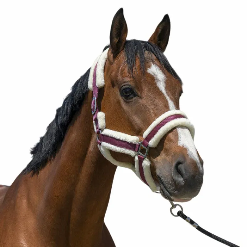 Licols Poneys*Norton - Licol Cosy Bordeaux