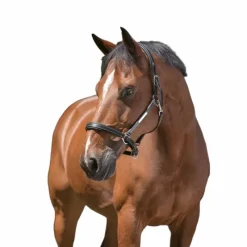 Hot - Licol cuir grooming Grooming|Licols En Cuir