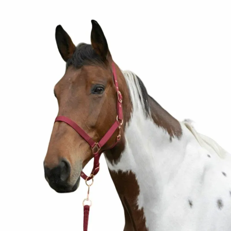 New - Licol et longe nylon rose gold/ Licols Poneys|Ensembles Licols Et Longes