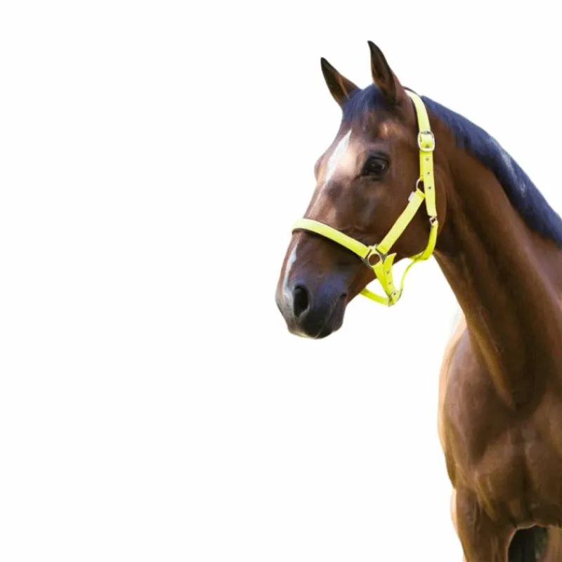 Licols Poneys|Licols En Nylon*Norton - Licol fluo doublé jaune