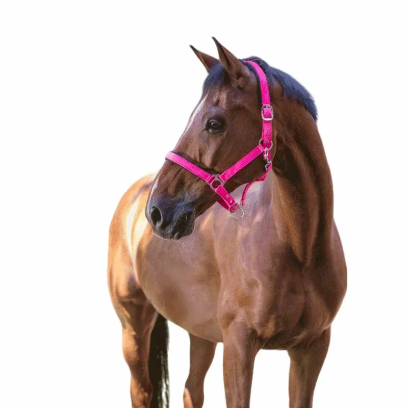 Hot - Licol fluo doublé rose Licols Poneys|Licols En Nylon