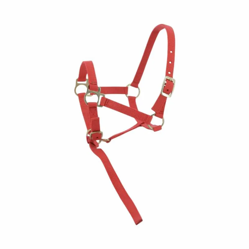 Élevage*Norton - Licol foal + longe rouge