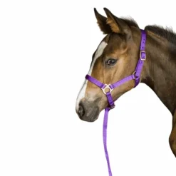 Sale - Licol foal + longe violet Élevage
