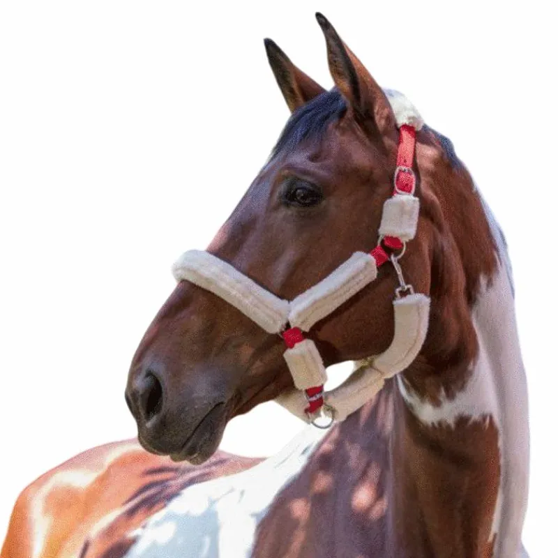 Licols Avec Mouton*Norton - Licol full mouton synthétique rouge/ écru