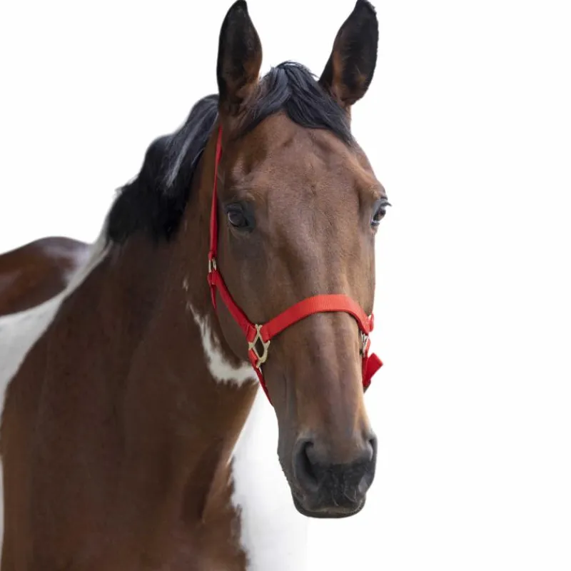 New - Licol nylon double épaisseur rouge Licols Poneys|Licols En Nylon