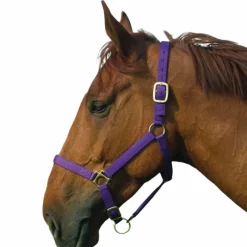 Licols Poneys|Licols En Nylon*Norton - Licol nylon doublé cuir violet