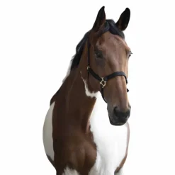 Licols Poneys|Licols En Nylon*Norton - Licol nylon double épaisseur noir