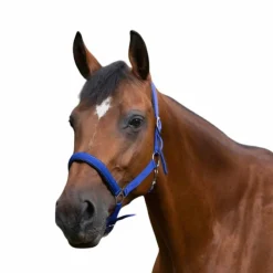 Discount - Licol nylon doublé néoprène bleu roi Licols Poneys|Licols En Nylon