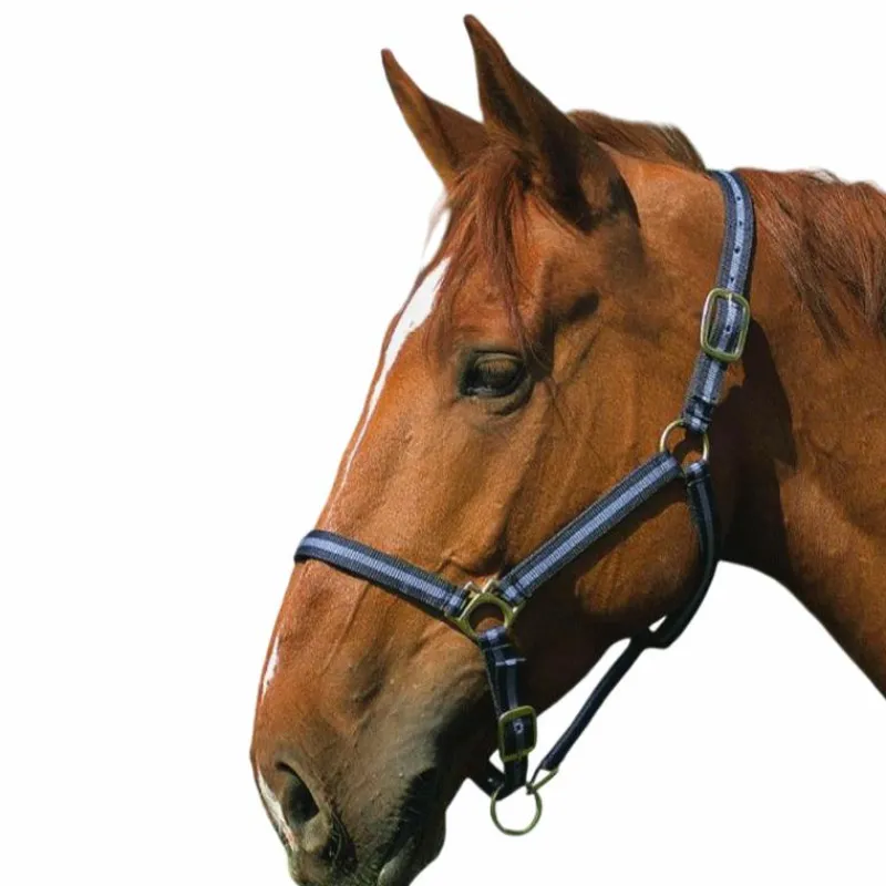 Discount - Licol nylon doublé cuir marine/ gris Licols Poneys|Licols En Nylon