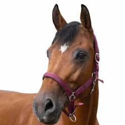 Online - Licol nylon doublé néoprène bordeaux Licols Poneys|Licols En Nylon