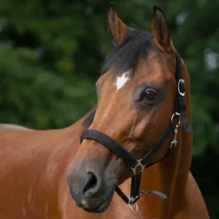 Licols Poneys|Licols En Nylon*Norton - Licol nylon doublé néoprène noir