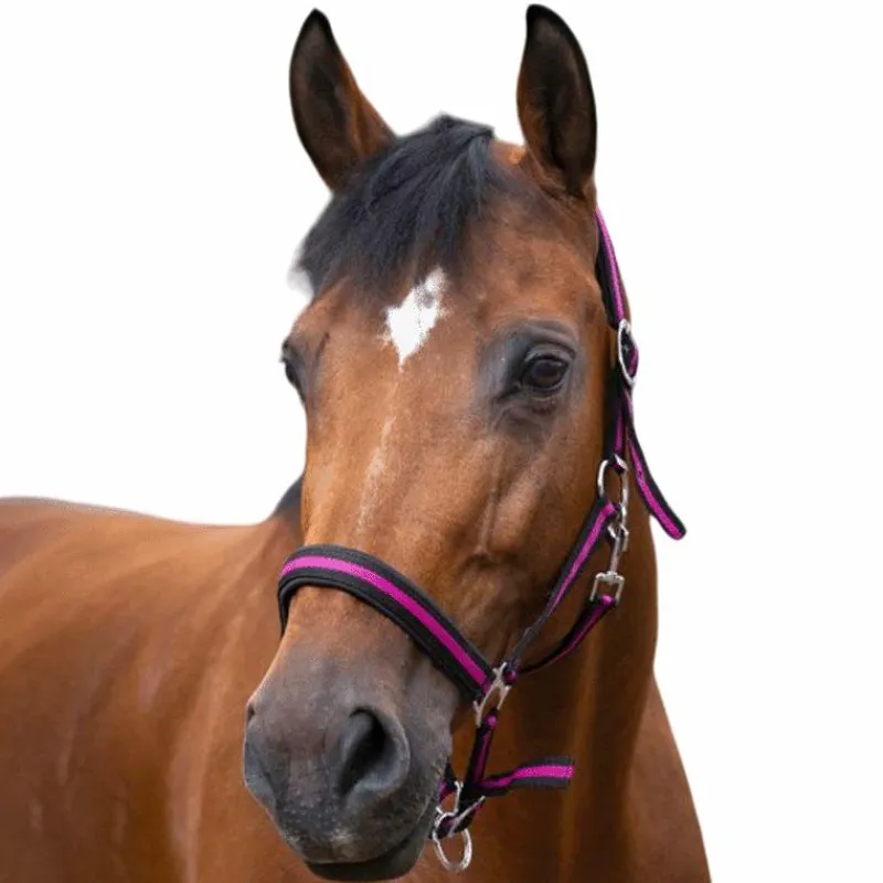 Licols Poneys|Licols En Nylon*Norton - Licol nylon doublé néoprène noir/ framboise