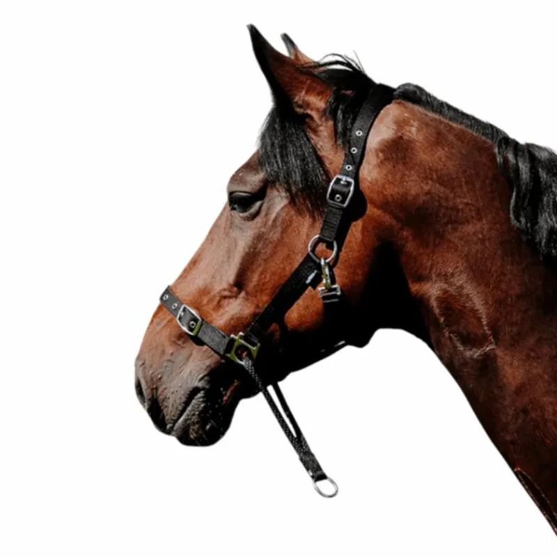 Licols Poneys*Norton - Licol Nylon Educatif Noir