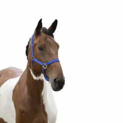 Hot - Licol nylon muserolle réglable bleu roi Licols Poneys|Licols En Nylon