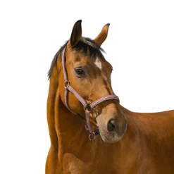 Licols Poneys|Licols Polypropylène*Norton - Licol bouclerie métal laqué noir Prune