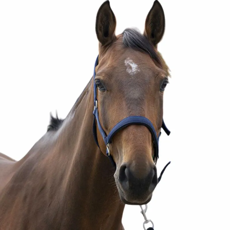 New - Licol Satine Licols Poneys