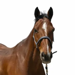 Licols Poneys*Norton - Licol Zari Gris