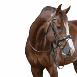 Online - Bridon daily noir Cso|Bridons