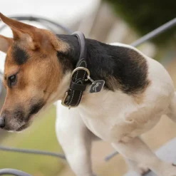 Colliers*Pénélope - Collier pour chien Olie Noir
