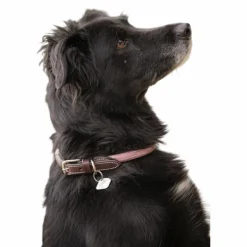 - Collier pour chien Billie / lurex Colliers