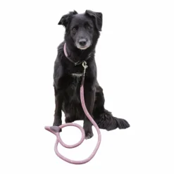 - Collier pour chien Billie / lurex Colliers