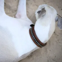 Colliers*Pénélope - Collier pour chien Point Sellier havane Marron