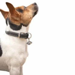 Colliers*Pénélope - Collier pour chien Olie havane Marron