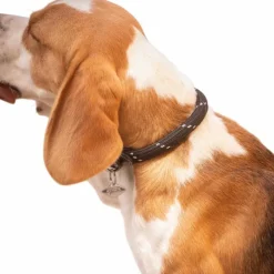 Sale - Collier pour chien Billie / lurex Colliers