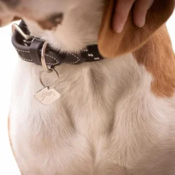 Sale - Collier pour chien Billie / lurex Colliers