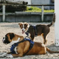 Harnais*Riding World - Harnais pour chien Simba Marine