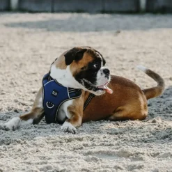 Harnais*Riding World - Harnais pour chien Simba Marine