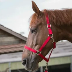 - Licol et longe Club Licols Poneys|Ensembles Licols Et Longes