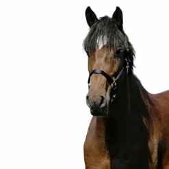 Licols Poneys*Riding World - Licol Nylon Cushion Marine