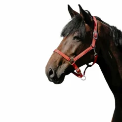 Discount - Licol Nylon Cushion Licols Poneys