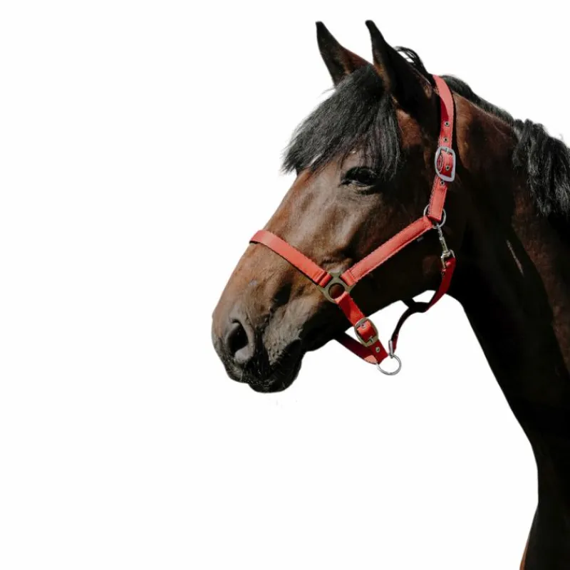 Discount - Licol Nylon Cushion Licols Poneys