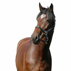 Licols Poneys*Riding World - Licol Nylon Cushion foncé Vert