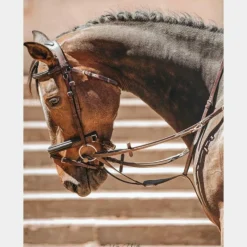 Cso|Bridons Poneys*TdeT - Bridon et rênes Lautrec havane foncé/noir