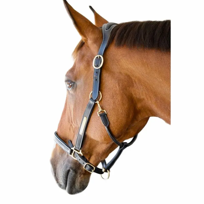 Licols Poneys|Licols En Cuir*TdeT - Licol cuir et plaque anatomique noir