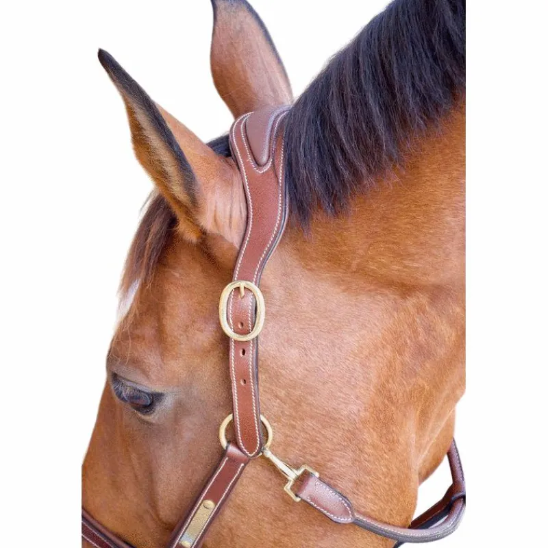 Licols Poneys|Licols En Cuir*TdeT - Licol cuir et plaque anatomique tabac